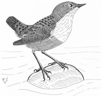 Ilustrácia vodnára