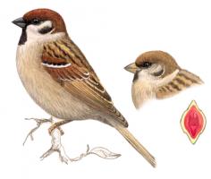 Ilustrácia samca a samičky vrabca poľného