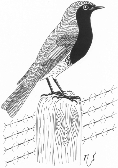 Ilustrácia žltochvosta
