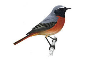 žltochvost lesný (Phoenicurus phoenicurus) žltochvost lesný (Phoenicurus phoenicurus)
