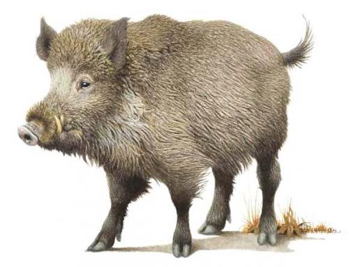 Ilustrácia diviaka lesného (Sus scrofa)