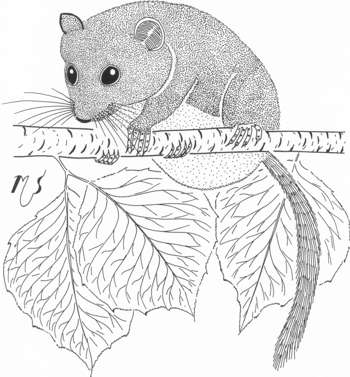 Ilustrácia plcha