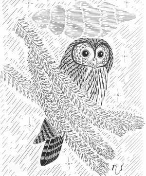 Ilustrácia sovy