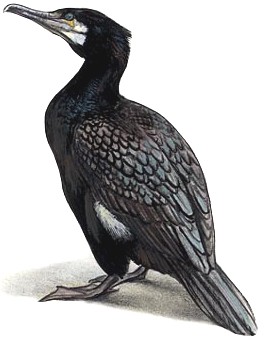 Ilustrácia kormorána veľkého (Phalacrocorax carbo)