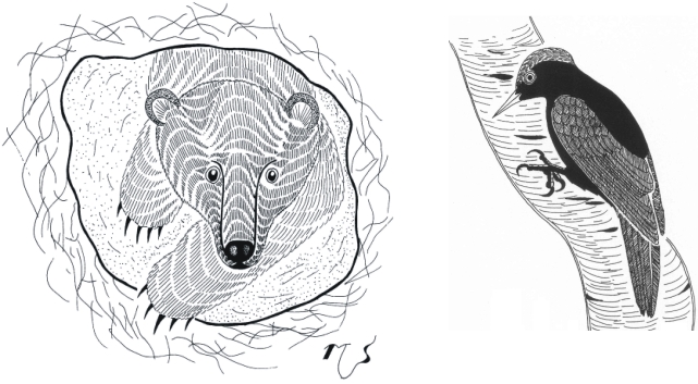 Ilustrácia medveďa a tesára čierneho