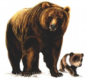 Ilustrácia - medveď a medvieďa