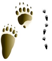 Ilustrácia medveďa - stopy