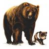 Ilustračný obrázok druhu  medveď hnedý  