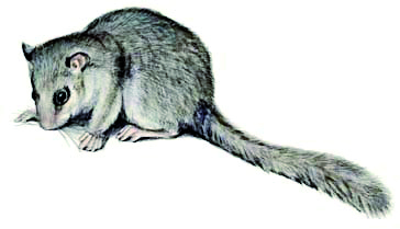 Ilustrácia plcha sivého (Glis glis)