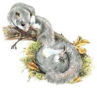 Ilustrácia 2 - plch sivý (Glis glis)