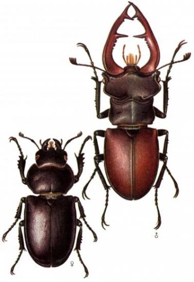 Ilustrácia roháča obyčajného (Lucanus cervus)