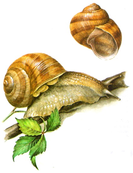 Ilustrácia slimáka záhradného (Helix pomatia)