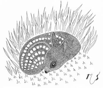 Ilustrácia - srnča