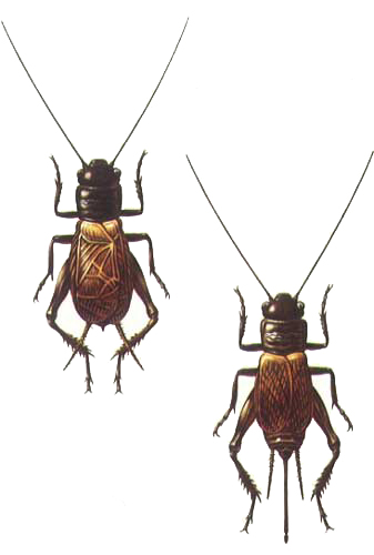 Ilustrácia svrčka poľného (Gryllus campestris)