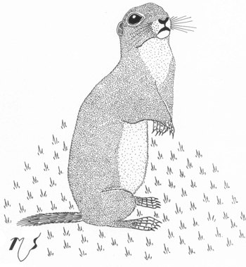 Ilustrácia sysľa