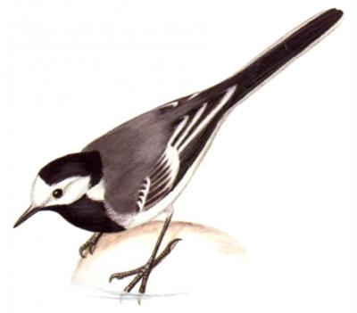 Ilustrácia - trasochvost biely (Motacilla alba)