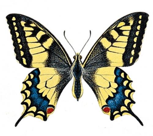 Ilustrácia vidlochvosta feniklového (Papilio machaon)