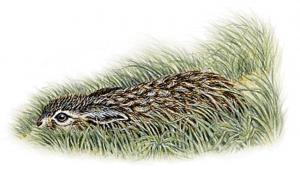 Ilustrácia zajaca v tráve
