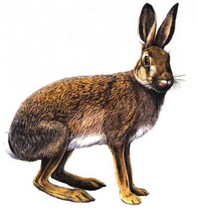 zajac poľný (Lepus europaeus)