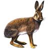 Ilustračný obrázok druhu  zajac poľný  