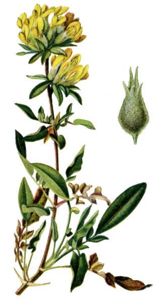 Ilustrácia bôľhoja lekárskeho (Anthyllis vulneraria)