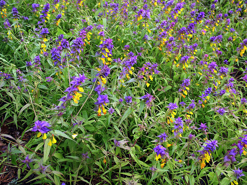 Fotografia - Melampyrum nemorosum