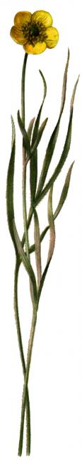 iskerník ilýrsky (Ranunculus illyricus) Ilustrácia iskerníka ilýrskeho