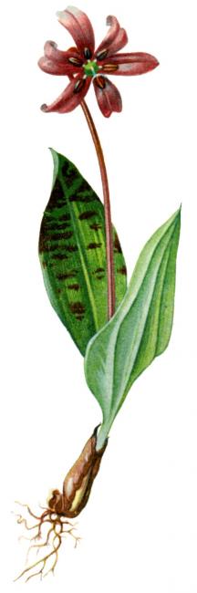 kandík psí (Erythronium dens-canis) Ilustrácia druhu kandík psí