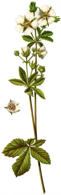 nátržník skalný (Potentilla rupestris) Ilustrácia druhu nátržník skalný