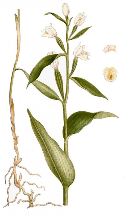 prilbovka biela (zdroj: http://commons.wikimedia.org/) Ilustrácia druhu prilbovka biela