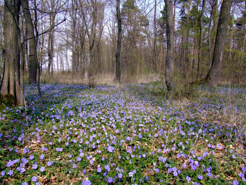 Fotografia lokality s kvitnúcou zimozeleňou