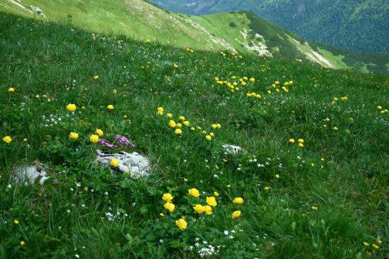 Fotografia lúky s kvitnúcim žltohlavom