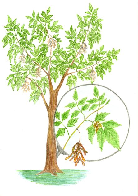 Ilustrácia druhu javorovec jaseňolistý