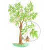 Ilustračný obrázok druhu  Javorovec jaseňolistý