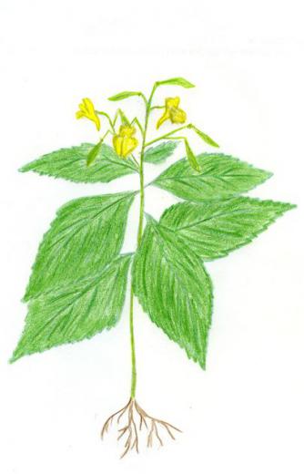 Ilustrácia druhu netýkavka malokvetá