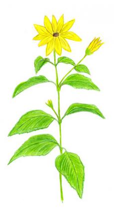 Ilustrácia druhu  slnečnica hľuznatá (topinambur)