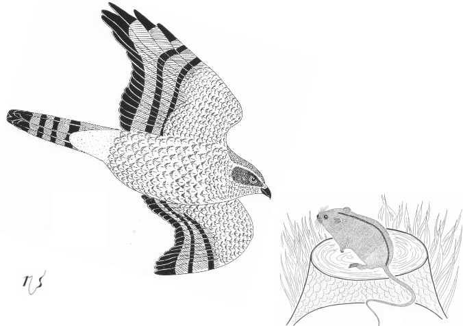 Ilustrácia myšiaka