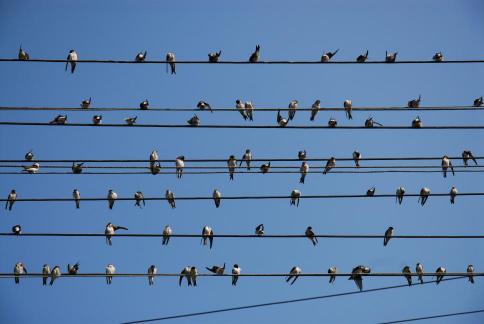 Fotografia belorítok na elektrickom vedení