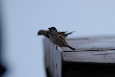 Fotografia vrabcov