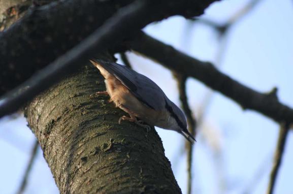 Fotografia brhlíka obyčajného