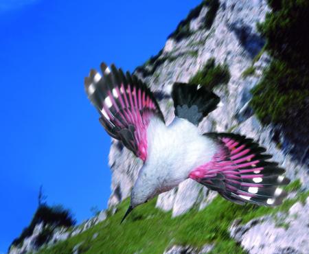 Fotografia murárika
