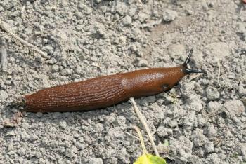 Fotografia slizovca iberského