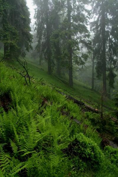 Fotografia pralesa v rezervácii Svrčinník