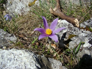 Obrázok