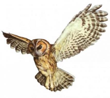 Ilustrácia letiacej sovy lesnej (Strix aluco)