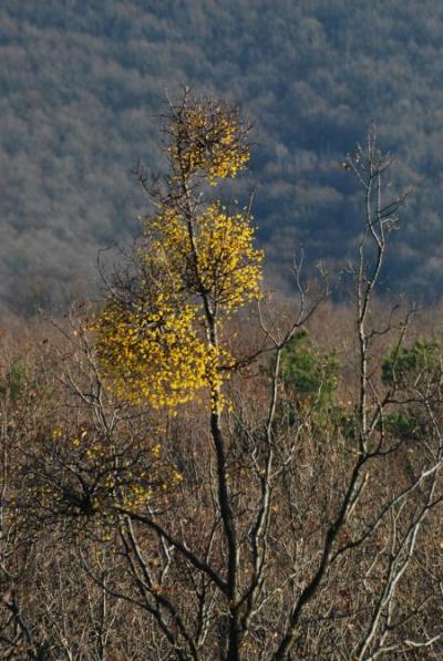 Fotografia imelovca európskeho 4