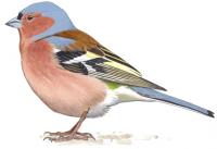 pinka lesná (Fringilla coelebs) pinka lesná (Fringilla coelebs)