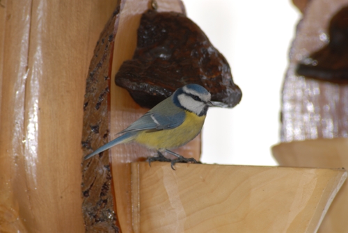sýkorka belasá - Parus caeruleus