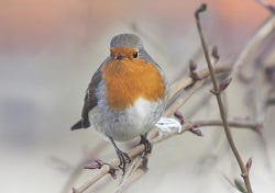 Erithacus rubecula, source:Ina Hoekstra, Pixabay