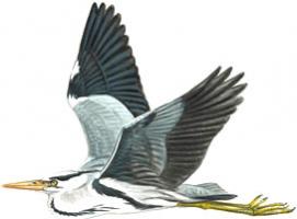 Ilustrácia letiacej volavky